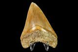 Serrated, Fossil Megalodon Tooth - Indonesia #149832-2